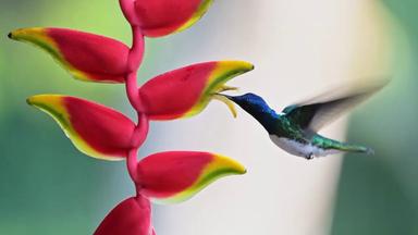 Hummingbird