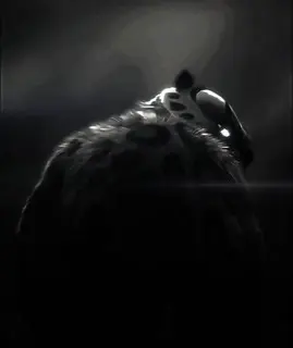 TL