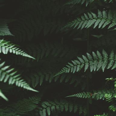 DV