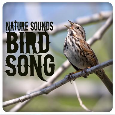 Birds in the Tree Tops