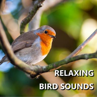 Distinguished Outside Bird Recording