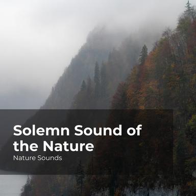 Peace and Quiet in the Woods