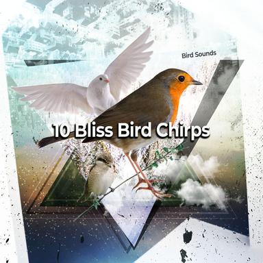 Birds at Sea