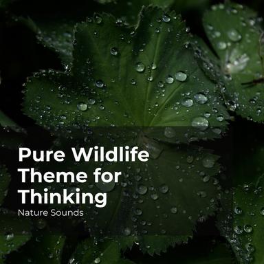 Quiet Forest Ambience