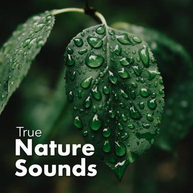 Amazing Ambience Sounds