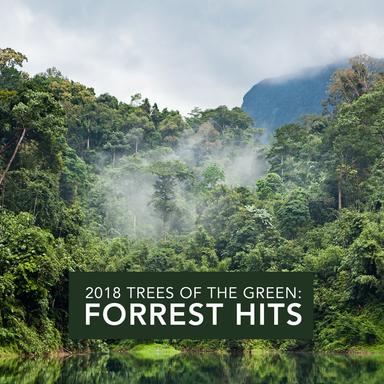 Peaceful Rainforest