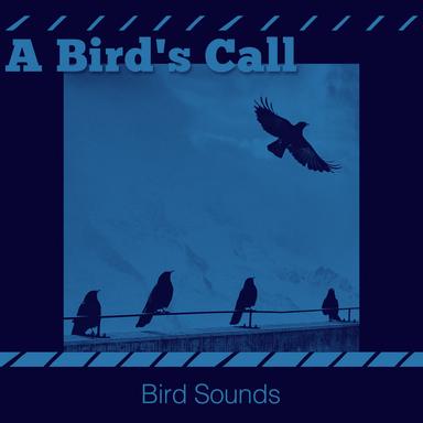 British Birds Fly