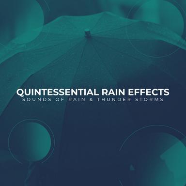 Night in the Rainforest