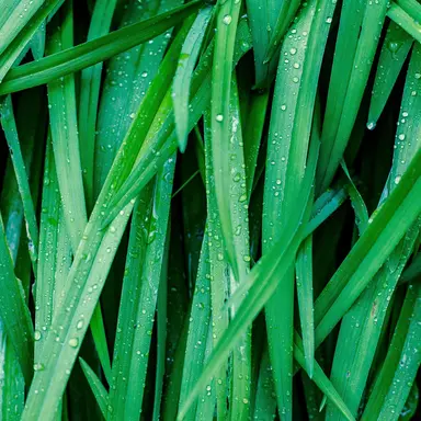 Gentle Rain Drops