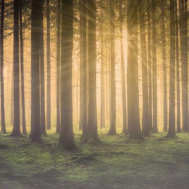 25 Tranquil Tracks for Peace & Love in Spring 2019