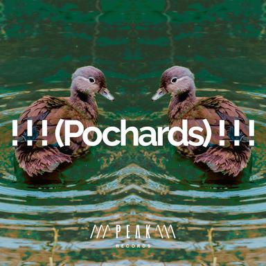 Forest Birds Chirping