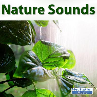 Forest Sounds