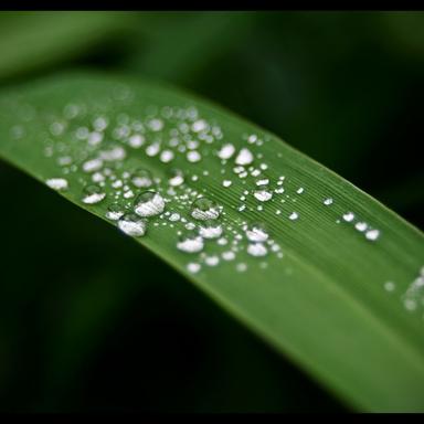 Rain in the Gutter