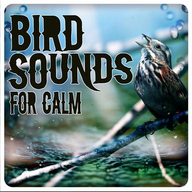 Bird Sounds