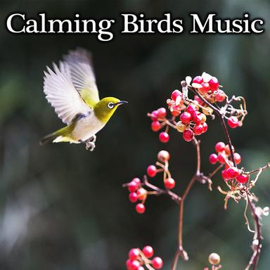 Morning Birds
