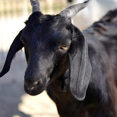 Suara Kambing - Remix