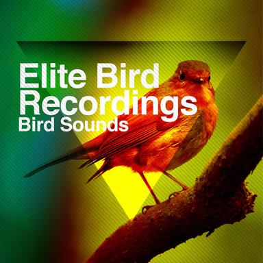Fast Stream, Flying Birds