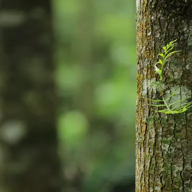 Meditative Music