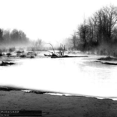 The Fog