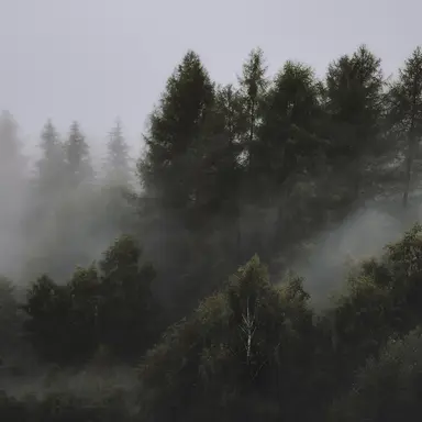 Soothing Symphony