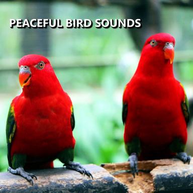 Peaceful Bird Sounds