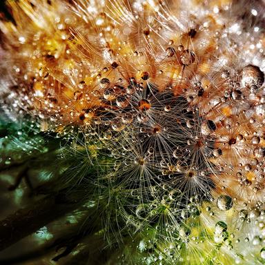 Hydrophonic Rains