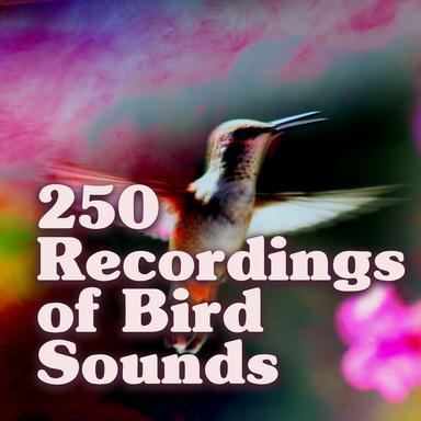 Peaceful Songbirds