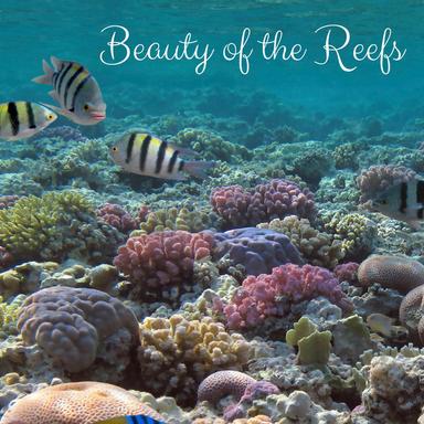 Sea Treasures