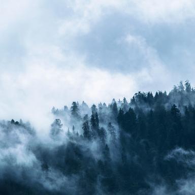 A Calm Forest