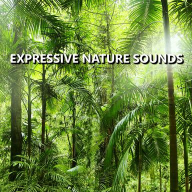 Comforting Outdoor Nature Recording