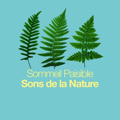 Birds in the Beech Trees