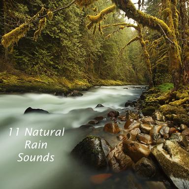 Hypnotic Heavy Forest Rain