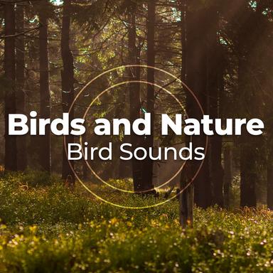 Bird Melody