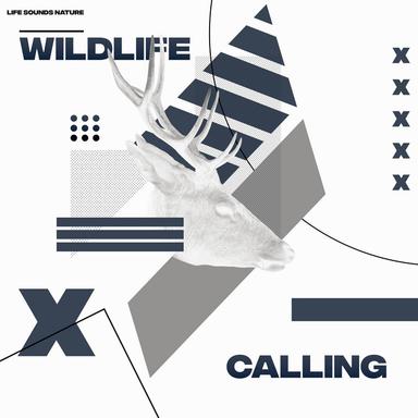 Tapping Rain on Birds