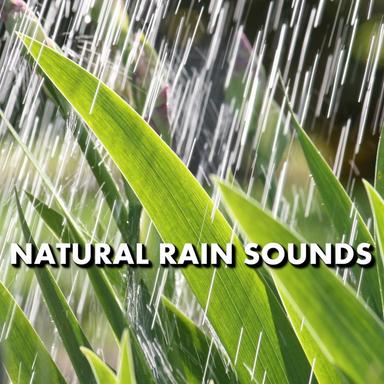 Poised Nighttime Rain Sounds
