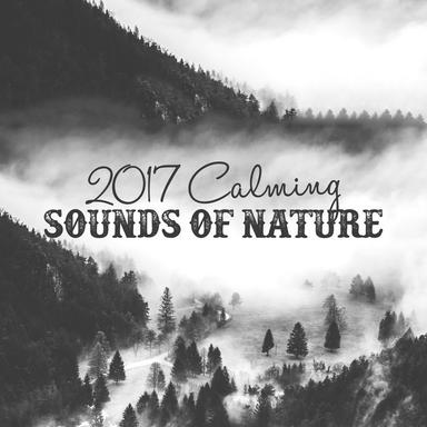 Woodland Birdsong