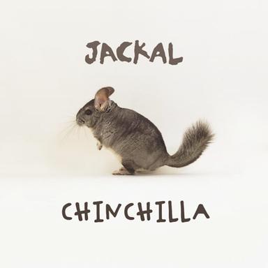 Chinchilla