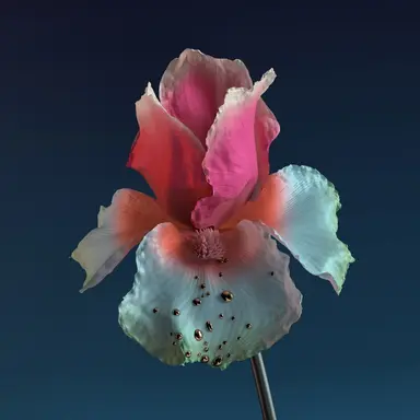 Never Be Like You - Martin Solveig Remix