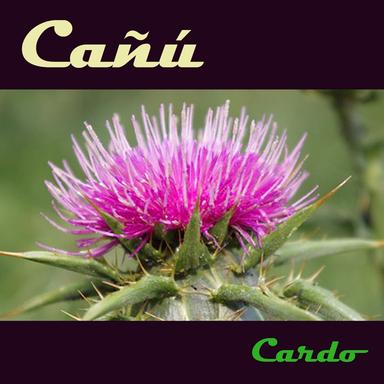 Flor Cósmica